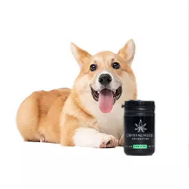 CBD Treats for Dogs